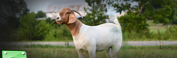 Pence Show Goats