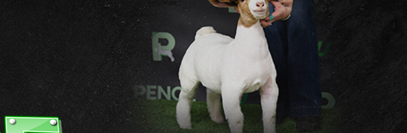 Pence Show Goats